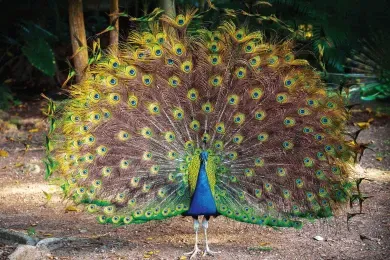 A peacock in the lawn near Bada Mahal at the resort