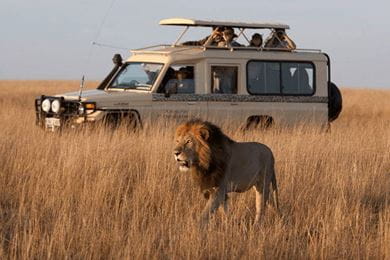 A lion walks majestically past as travellers look on from a safari jeep