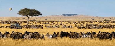 A safari through Serengeti National Park embodies a tryst with the wild at its most earthy and beautiful 