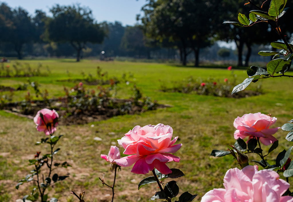 Pink roses blooming in garden at The Oberoi Sukhvilas Resort