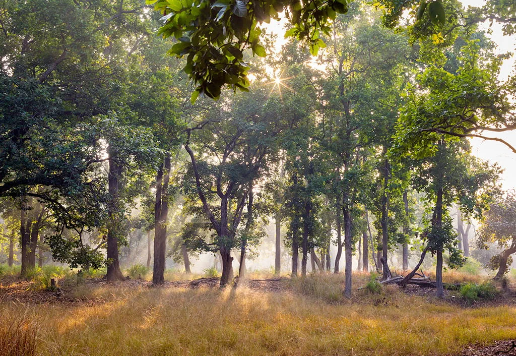 Sunlit forest area near The Oberoi Sukhvilas, Siswan Forest Resort.