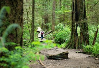 Person hikes on forest path, surrounded by lush greenery