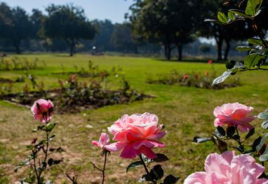 Pink roses blooming in garden at The Oberoi Sukhvilas Resort