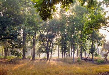 Sunlit forest area near The Oberoi Sukhvilas, Siswan Forest Resort.