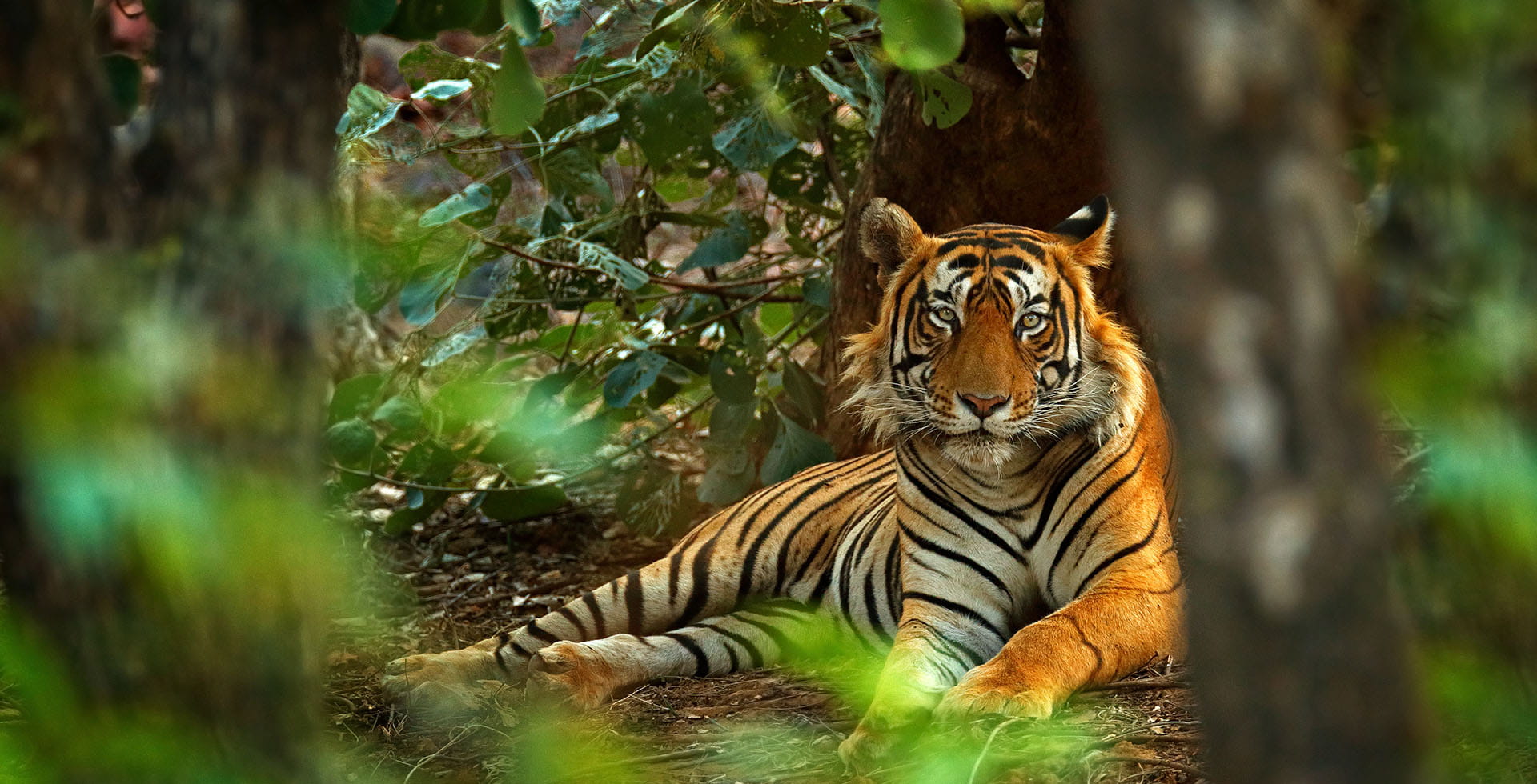 The Oberoi Vanyavilas Wildlife Resort, Ranthambore — Rajasthan 322001
