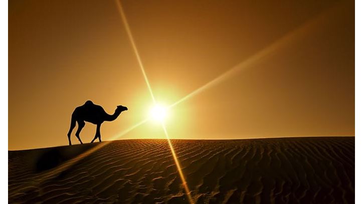 Desert Safari Experience, The Oberoi Dubai