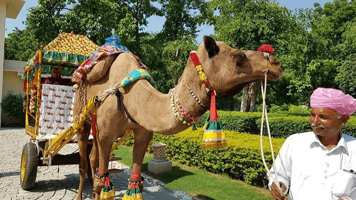 Camel Cart Ride Experience at The Oberoi Vanyavilas Ranthambhore