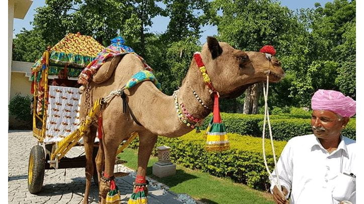 Camel Cart Ride Experience at The Oberoi Vanyavilas Ranthambhore