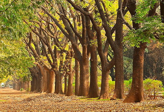 National Library Cubbon Park Bengaluru