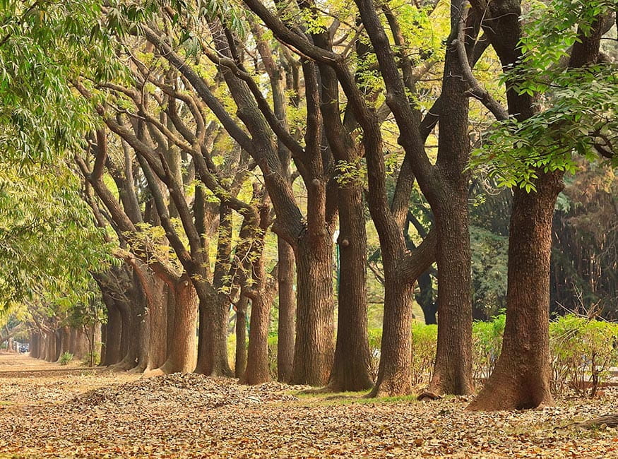 Cubbon Park in Bangalore