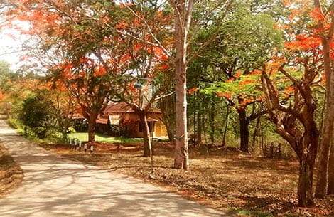 Kabini Weekend Getaways Gateways Bengaluru