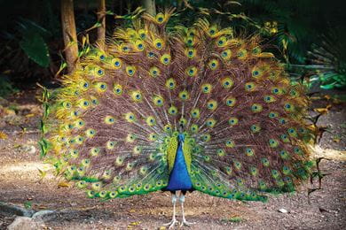 A peacock in the lawn near Bada Mahal at the resort