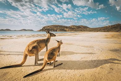 Two kangaroos in Australia