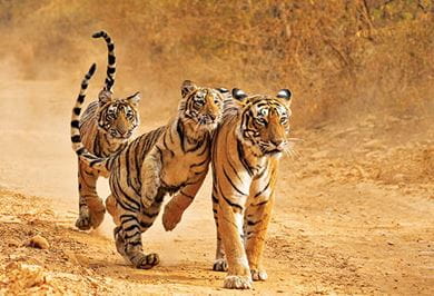 Tigers spotted at Ranthambhore National Park 