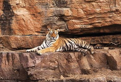 Tourists on jeep safari at the Ranthambhore National Park