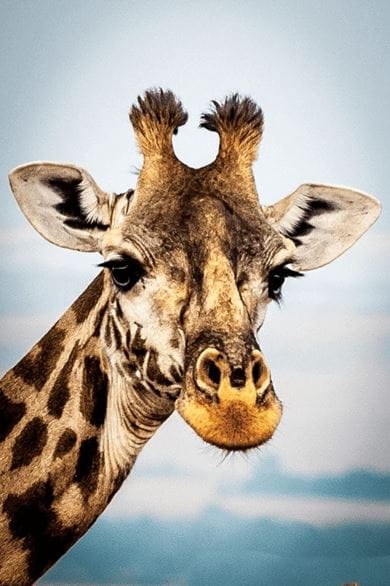 A giraffe looks on as tourists pass by