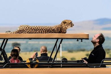 A cheetah strikes a languid pose atop a safari jeep