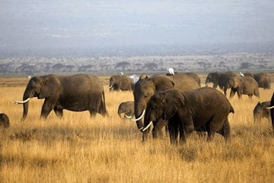 A herd of wild elephants