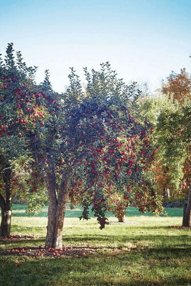 An apple tree