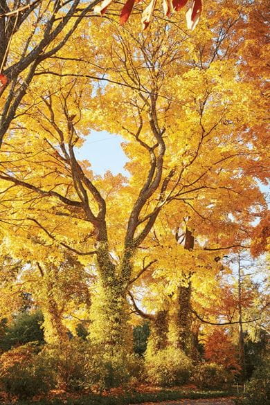 A sugar maple tree