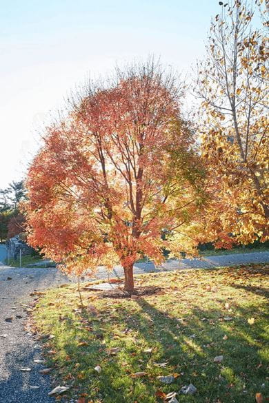 A pin oak tree