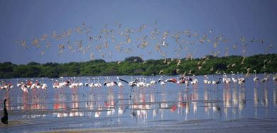 Flamingos in Al Zorah