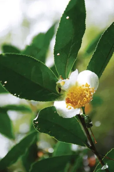 A blossoming Da Hong Pao tea plant; Dried and ready to use Da Hong Pao tea leaves; A tourist brews rock tea at Huiyuan Temple in Wuyishan; A basket of tea leaves at a tea factory in the village of Tongmuguan