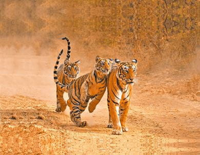 Ranthambore National Park