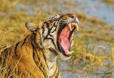Ranthambore National Park