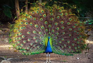 Peacocks add to the beauty of The Oberoi Rajvilās, Jaipur