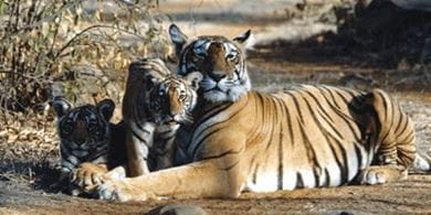 Laxmi spends some time with her cubs