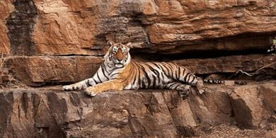 Machli strikes a languid pose on a lazy afternoon