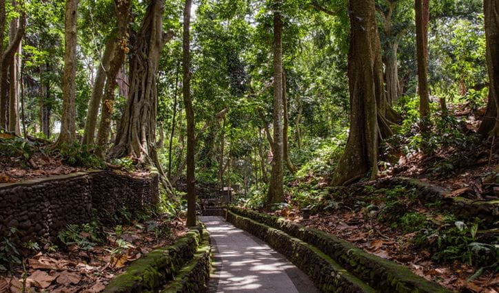 Monkey Forest, Bali