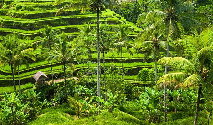 Ubud in Bali