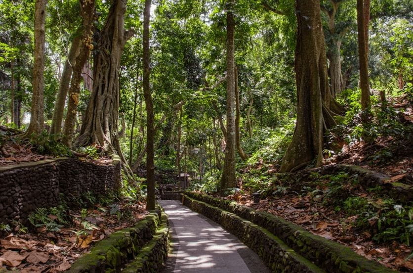 Monkey Forest Bali