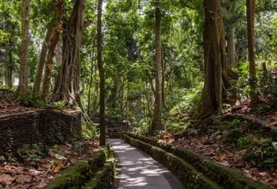 Monkey Forest, Bali