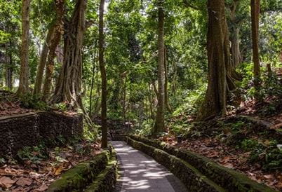Monkey Forest, Bali