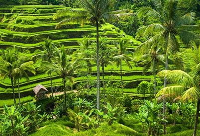 Ubud, Bali