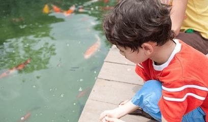 Fish Feeding at The Oberoi Beach Resort Bali