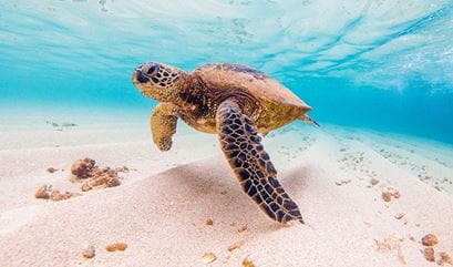 Turtle Sanctuary Experience in Bali