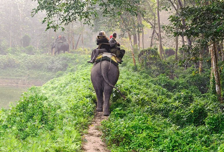 Elephant Safari Experience in Bali