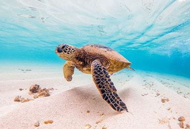 Turtle Sanctuary Experience in Bali by Luxury Resort The Oberoi Beach resort Bali