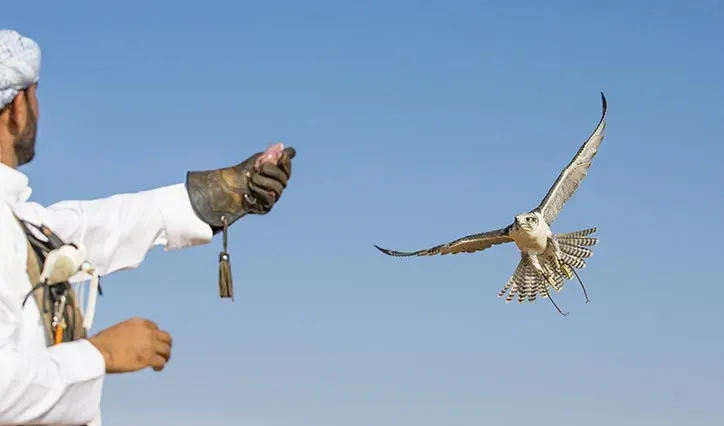 al-zorah-experience-falconry-724x426