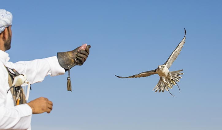 al-zorah-experience-falconry-724x426