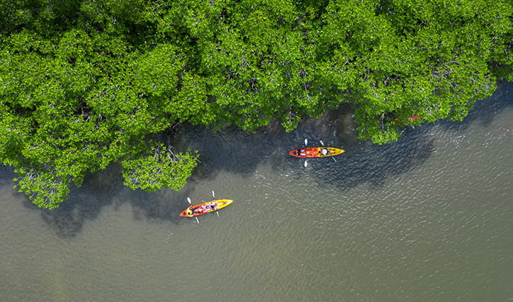 Kayaking_Mangroves-724x426