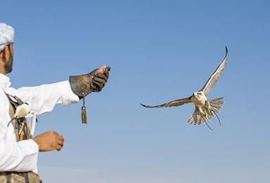 al-zorah-experience-falconry-777x529
