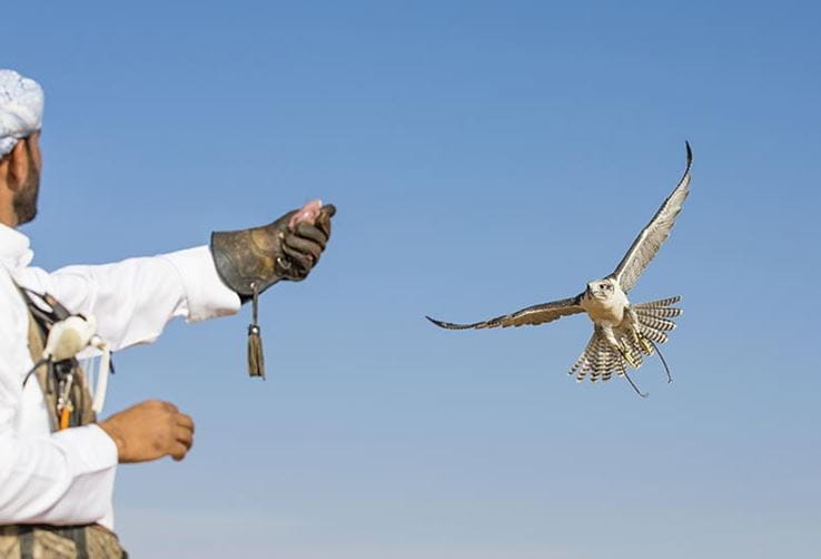 al-zorah-experience-falconry-777x529