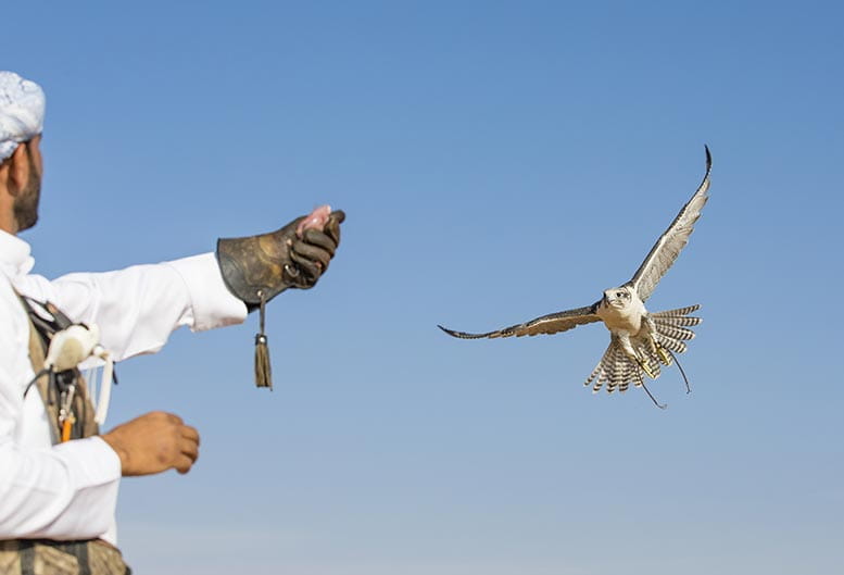 al-zorah-experience-falconry-777x529