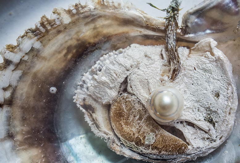 al-zorah-experience-pearl-journey-777x529