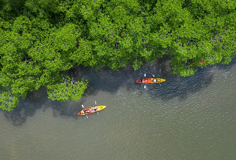 Kayaking_Mangroves-777x529